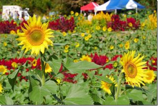 山田ひまわり園の開花(駐車場・開花状況)