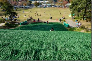 山鹿 あんずの丘で草スキーとスイーツ(熊本県山鹿市)