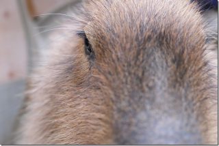 トリアス久山のふれあい動物園(料金・アクセス)