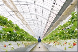 いちご狩り 「あまおう」がたくさんの花立山ファーム(福岡県朝倉)