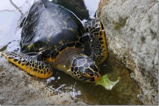 奄美大島 亀の餌やり in 大浜海浜公園