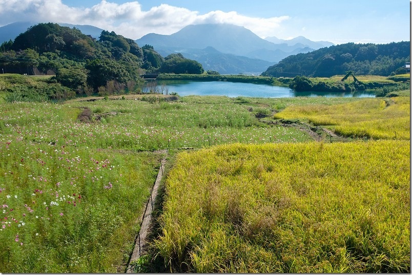 山谷切口棚田のコスモス畑【コスモスの棚田】