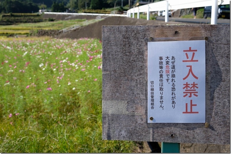 山谷切口棚田のコスモス畑 注意点 あぜ道は立入禁止