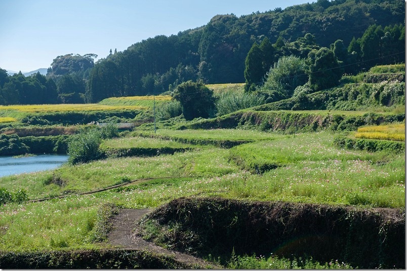 2025年 山谷切口棚田のコスモス畑 開花状況【2025/10/12時点】