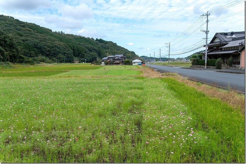 10/20 福岡県豊前市のコスモス畑（パステルカラーが咲き始め）