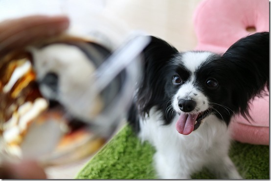 パピヨン コーヒーゼリー パピヨン コーヒーゼリー