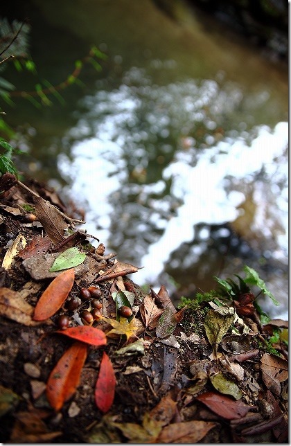 秋の野河内渓谷の渓流 秋の野河内渓谷の渓流