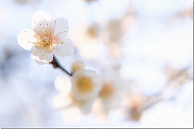 小富士梅林の白梅 小富士梅林の白梅