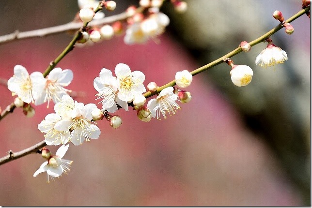 小富士梅林と白梅 小富士梅林と白梅
