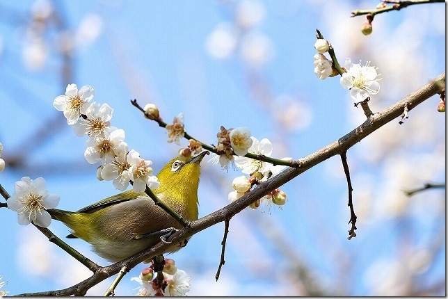 小富士梅林とメジロ 小富士梅林とメジロ