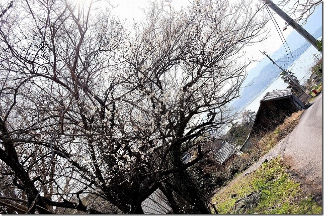 小富士梅林と糸島の海 小富士梅林と糸島の海