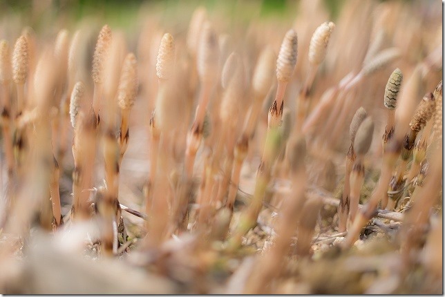 福岡糸島のツクシ 福岡糸島のツクシ 群生