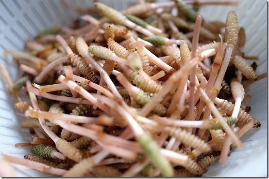 つくしのハカマ取り つくしのハカマ取り