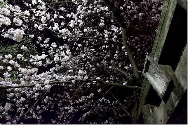 愛宕神社の夜桜