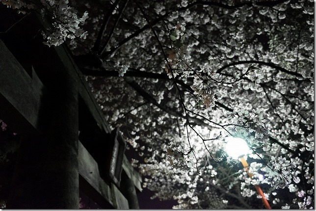 愛宕神社の夜桜