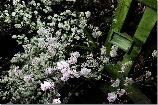 愛宕神社の夜桜