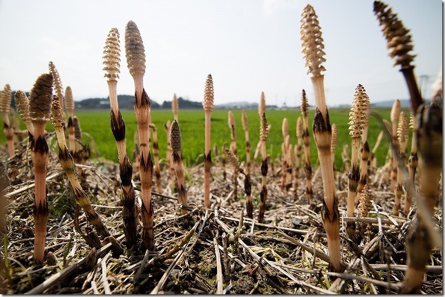 福岡糸島のツクシ 福岡糸島のツクシ