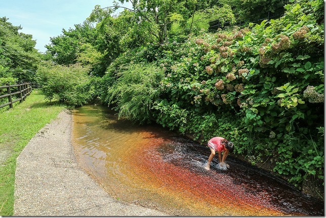 ゆらりんこ橋で水遊び
