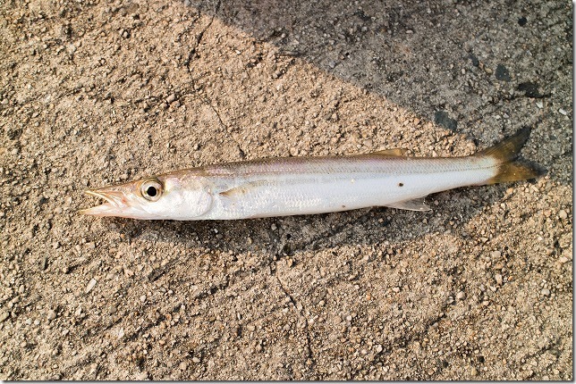 糸島のカマス釣り