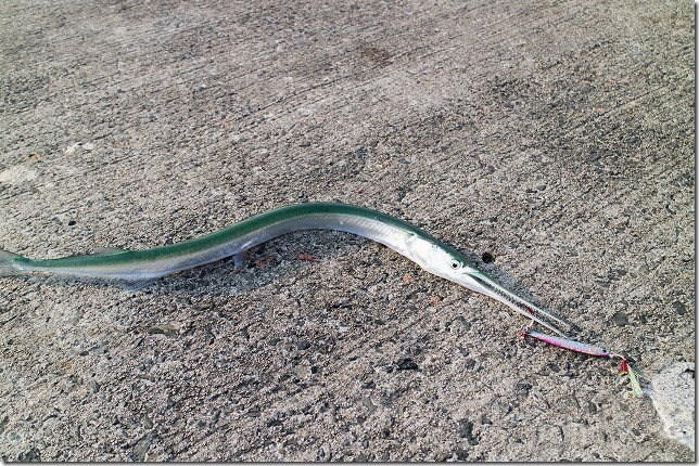 糸島の青ヤガラ釣り