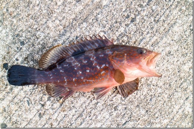糸島のアコウ釣り