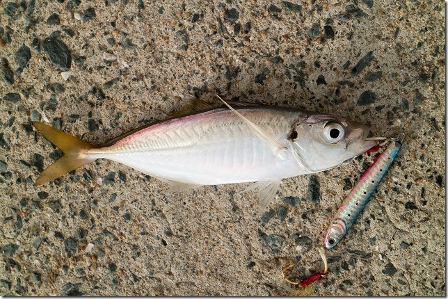 糸島のアジ釣り