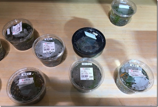 伊都菜彩のメダカ 伊都菜彩のメダカ