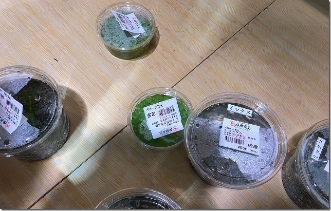 伊都菜彩の水草 伊都菜彩の水草