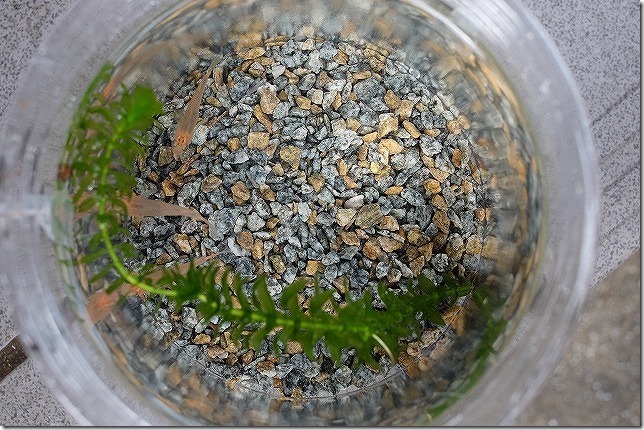 伊都菜彩のメダカ 伊都菜彩のメダカ