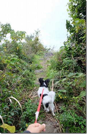 毘沙門山の毘沙門堂の裏手から獣道
