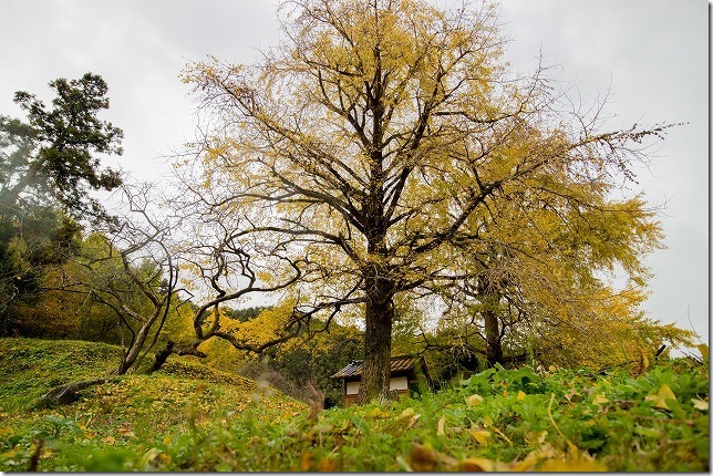 糸島穴場の大銀杏の紅葉