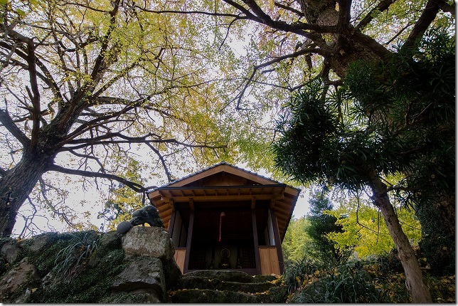 糸島長石のお薬師様のイチョウ