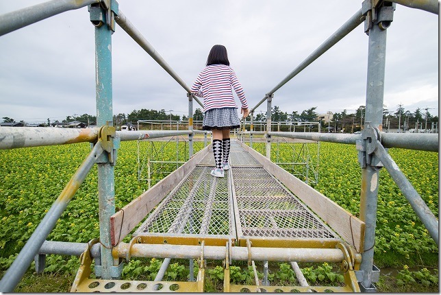 福ふくの里の菜の花畑の展望台 福ふくの里の菜の花畑の展望台