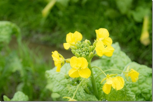 福ふくの里の菜の花 福ふくの里の菜の花