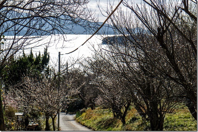 糸島,小富士梅林