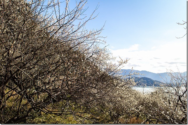 糸島,小富士梅林