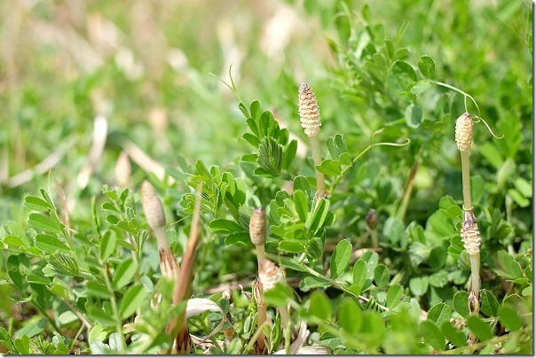 かなたけの里公園付近でツクシ