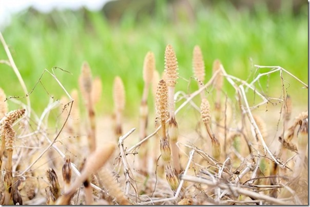 糸島のツクシ 糸島のツクシ