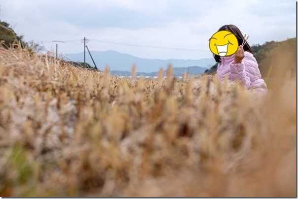 糸島のツクシ取り 糸島のツクシ取り