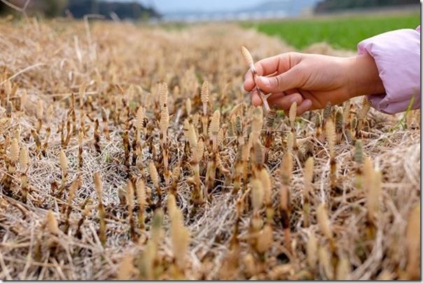 糸島のツクシ取り 糸島のツクシ取り