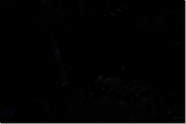 糸島、ゆらりんこ橋の滝付近のホタル 糸島、ゆらりんこ橋の滝付近のホタル