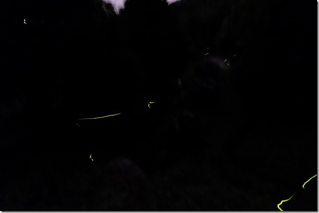 糸島、ゆらりんこ橋の飼育水路付近のホタル 糸島、ゆらりんこ橋の飼育水路付近のホタル