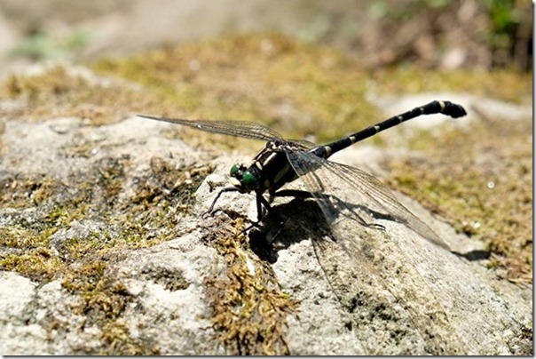 野河内渓谷の自然