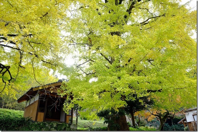 糸島、長石のお薬師様の大イチョウの祠