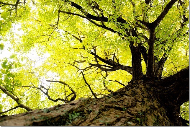 糸島、長石のお薬師様の大イチョウの紅葉