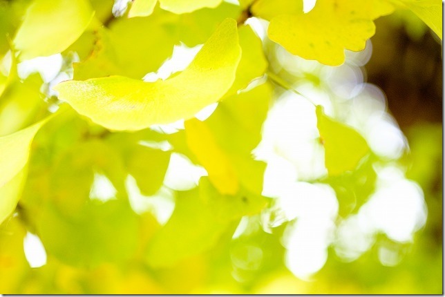 糸島、長石のお薬師様の大イチョウの紅葉