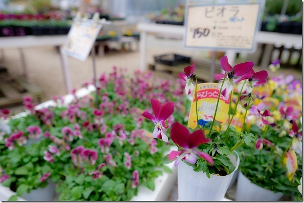 糸島市、アートグリーン緑化センターの花