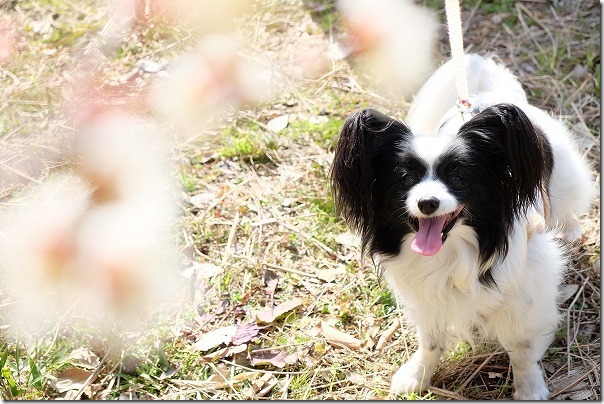 糸島、小富士の梅林を犬の散歩 糸島、小富士の梅林を犬の散歩