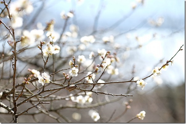 糸島、小富士の梅林の開花状況 糸島、小富士の梅林の開花状況