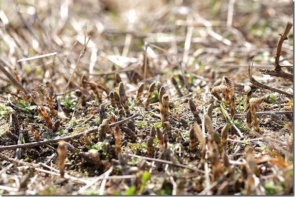 糸島のツクシ出始め 糸島のツクシ出始め